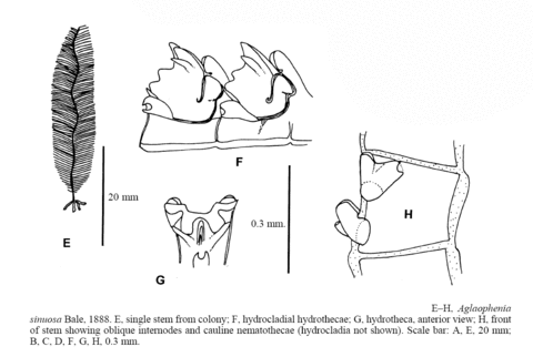 Description Aglaophenia Sinuosa Bale 18 E H Aglaophenia Sinuosa Bale 18 E Single Stem From Colony F Hydrocladial Hydrothecae G Hydrotheca Anterior View H Frontof Stem Showing Oblique Internodes And Cauline Nematothecae Hydrocladia