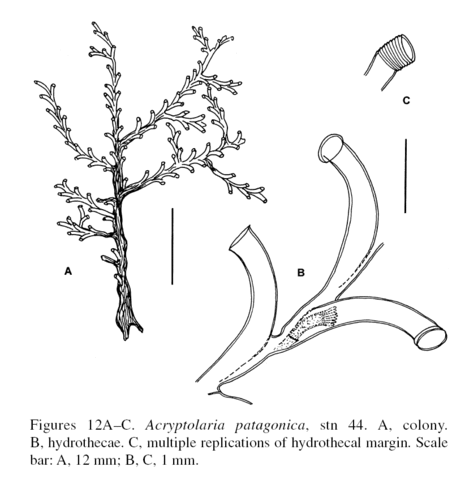 Acryptolaria operculata Stepanjants, 1979