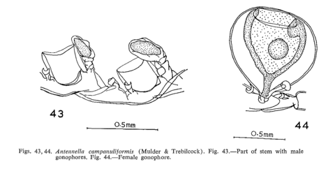 Antennella campanuliformis (Mulder & Trebilcock, 1909)