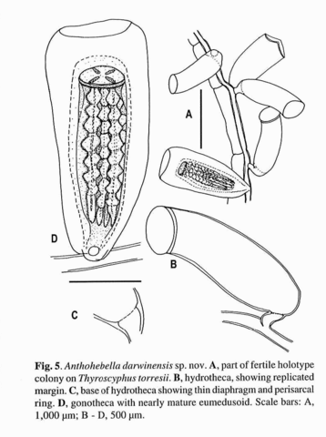 Anthohebella darwinensis Watson, 2000