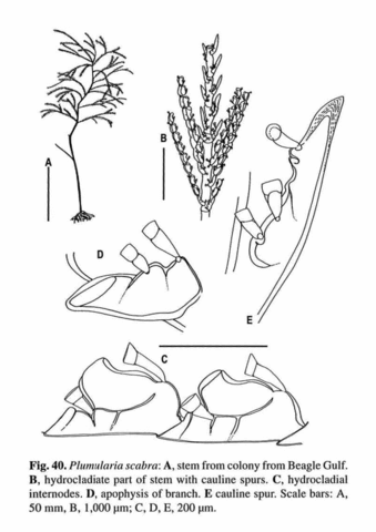 Cladacanthella scabra (Lamarck, 1816)