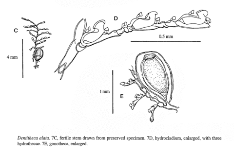 Dentitheca alata (Bale, 1888)