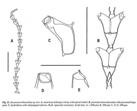 Dynamena bilamellata Watson, 2000