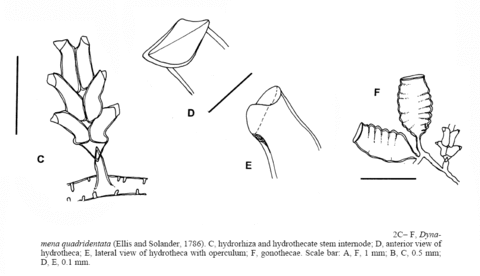 Dynamena quadridentata (Ellis and Solander, 1786)