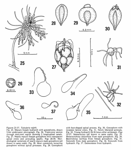 Ectopleura crocea (Agassiz, 1862)