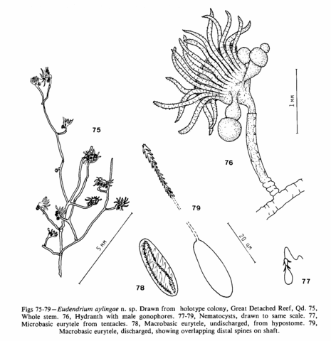 Eudendrium aylingae Watson, 1985