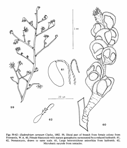 Eudendrium carneum Clarke, 1882