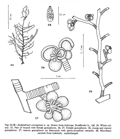 Eudendrium corrugatum Watson, 1985