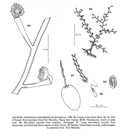 Eudendrium infundibuliforme Kirkpatrick, 1890