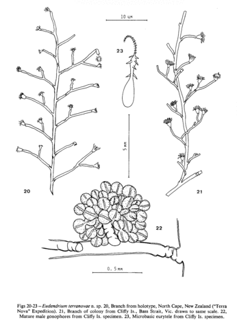 Eudendrium terranovae Watson, 1985