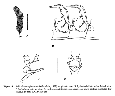 Gymnangium ascidioides (Bale, 1882)