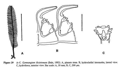 Gymnangium ilicistomum (Bale, 1882)