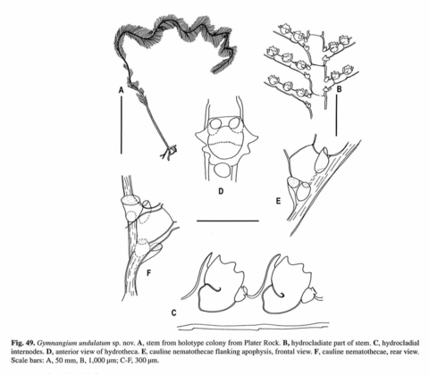 Gymnangium undulatum Watson, 2000