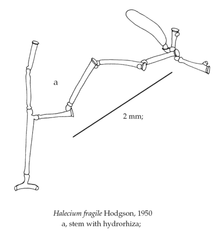 Halecium fragile Hodgson, 1950