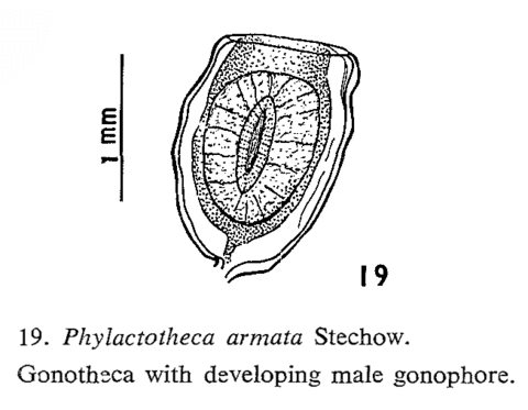 Hydrodendron armatum (Stechow, 1924)