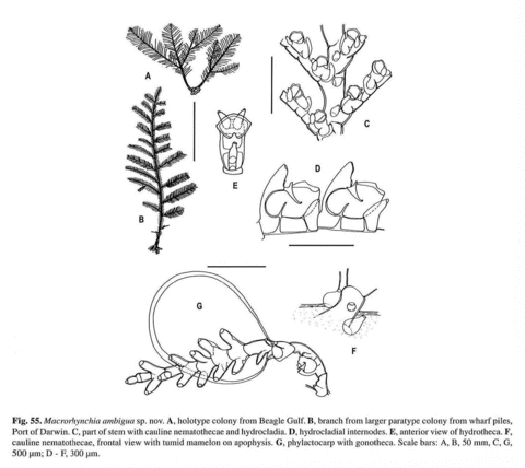 Macrorhynchia ambigua Watson, 2000