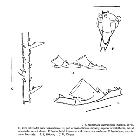 Plumularia australiensis Watson 1973