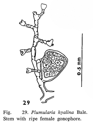 Plumularia hyalina (Bale, 1882)