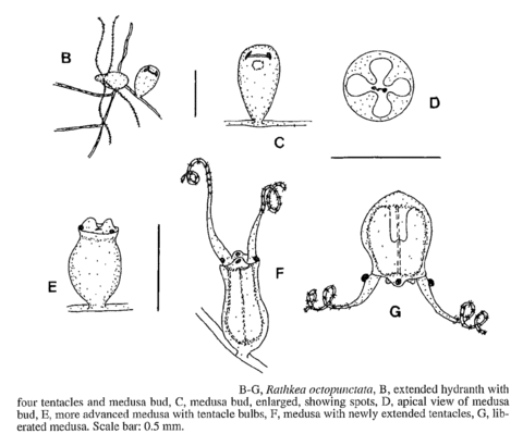 Rathkea octopunctata (Sars, 1835)