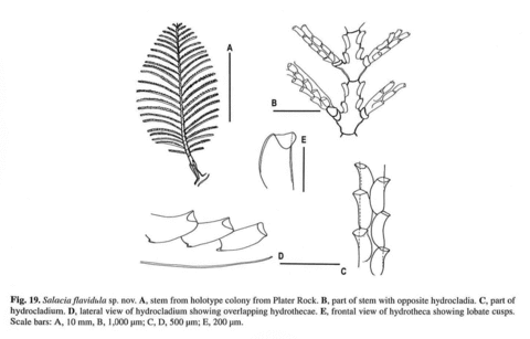 Salacia flavidula Watson, 2000