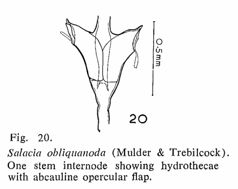 Salacia obliquanoda (Mulder & Trebilcock, 1914)