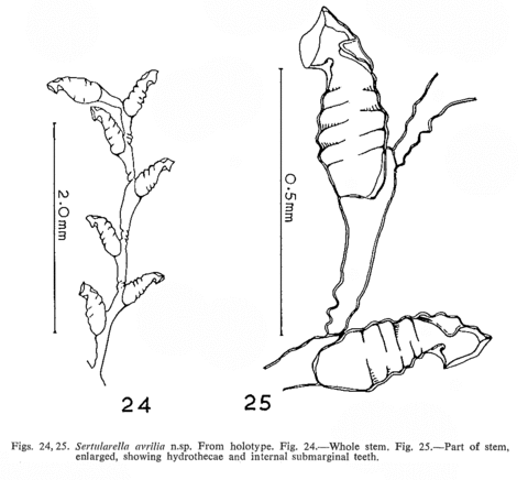 Sertularella avrilia Watson, 1973