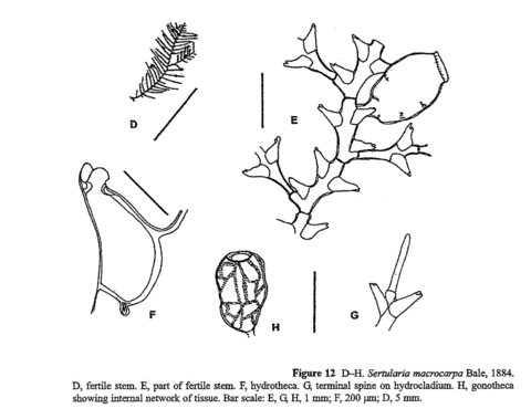 Sertularia macrocarpa Bale, 1884
