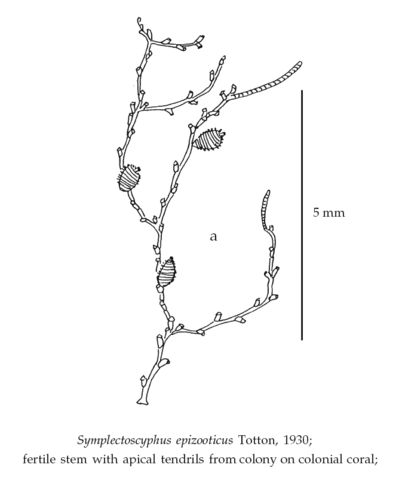 Symplectoscyphus epizooticus Totton, 1930