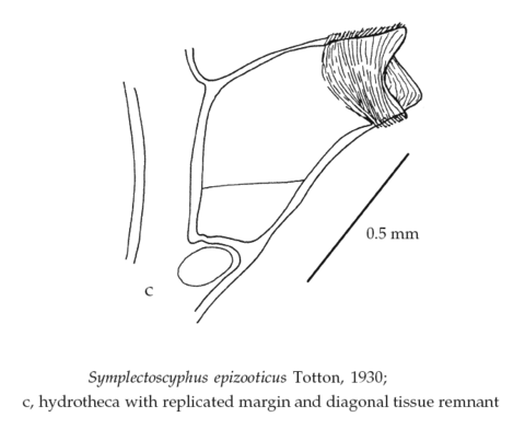 Symplectoscyphus epizooticus Totton, 1930