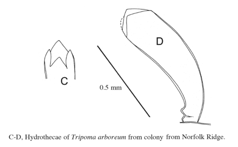 Tripoma arboreum Hirohito, 1995
