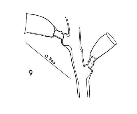 Zygophylax antipathes (Lamarck, 1816)